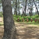 관매도해수욕장 이미지