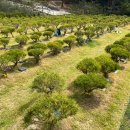 영원목장 이미지