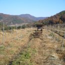 상왕농장 이미지