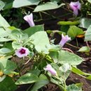 철원고구마 이미지