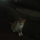 고양이날다 이미지