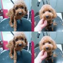 다정하개 이미지