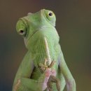 카멜레온 이미지