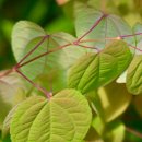 계수나무한의원 이미지