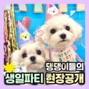 쉐이크테일 강아지 애견 유치원 호텔 미용 이미지