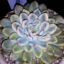 애지중지 이미지