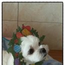 신촌동물병원 이미지