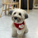 개네집 고양이 | 연신내 반려견동반카페 개네집곳간 방문후기 &amp; 강아지 뜨개목도리 추천