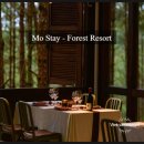 스테이포레스트 이미지