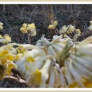 뜨락풍경 이미지