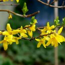 봄이오네 이미지