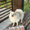 네츄럴이엑스 | 네츄럴이엑스 핑거츄 대용량 강아지 수제간식