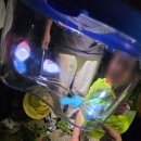 명지녹산산단 명지어린이집 | 강서구 휴플러스 어린이집 야간 숲 체험(명지 근린공원)