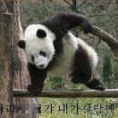 팬더랜드 네이버블로그