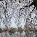 ****창령영취산(682m)-병봉(674m) 암릉진달래****26년 4월5일(일)07시(시청)-07시20분(운동장1문) 이미지