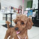 수성 메트로 동물병원 이미지