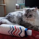 잠실종합동물병원 이미지