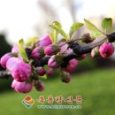 봄빛 민박 이미지