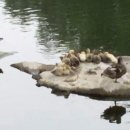 내일또오리 이미지