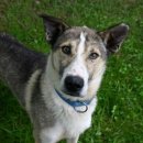 모두의 댕댕이 이미지