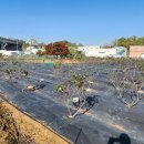 매수농장 이미지