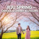 가시리 여의도점 | 제주도 봄 여행 당일치기 코스, 유채꽃·벚꽃 한 번에 즐기는 법