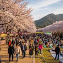 배산공원 | 제21회 익산 배산 벚꽃축제