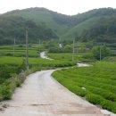 영천다원 이미지