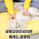 옐레드 애견유치원 & 애견호텔 광명점 이미지