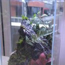 내 책상위의 작은 숲 테라리움 이미지