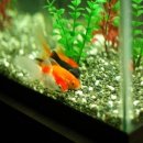 금붕어PC 이미지