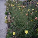 제주편백휴낭 이미지