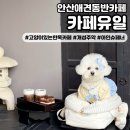 니니 애견 미용실 | [카페유일] 고즈넉한 한옥 분위기의 안산애견동반카페☕