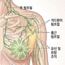 유선공간 | 부유방 유선제거 수술 후기 | 겨드랑이 통증 멍울, 부유방지방흡입, 입원준비물