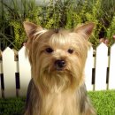 로얄 동물 이미지