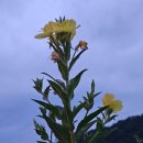달맞이꽃