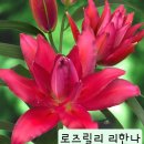 새로 핀 로즈릴리 이미지