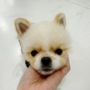 웨글웨글 이미지