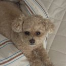 쌀강아지 | 독일산 눈물사료 닥터클라우더 연어 쌀 강아지사료 어덜트 솔직 후기