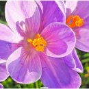 비타민약국 이미지