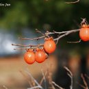 박유석「홍시」 Daum카페