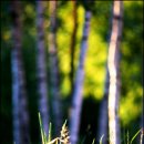 자작나무호텔 이미지