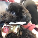 빵그루밍 이미지