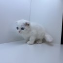 도그마루 강아지 고양이 양산화명점 이미지