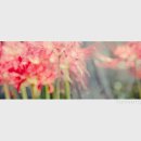 꿈속에서 이미지