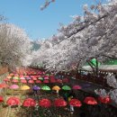 여의서로1길 | 벚꽃개화시기 벚꽃축제 벚꽃명소 베스트 5