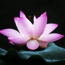 용호정 이미지