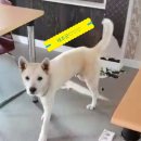 강아지 물건을 뜯는 습관 이미지