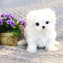 울산 제이앤독 애견샵 이미지