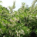 산너머남촌 이미지